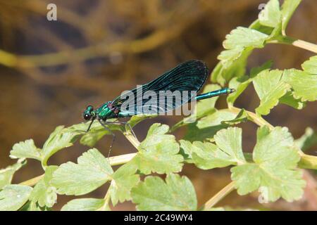 Maschio bella damselfly demoiselle, Calopteryx virgo, al bordo dell'acqua, Galles, Regno Unito Foto Stock