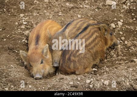 Il piccolo maiale cinghiale si trova a terra Foto Stock
