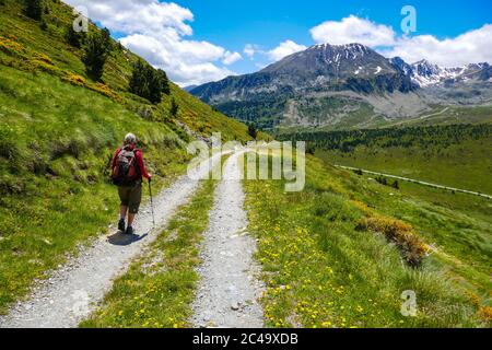 Donna escursionista sul GR7 con cieli azzurri, montagne e dandelioni, al col de Puymorens, vicino al confine francese spagnolo Foto Stock