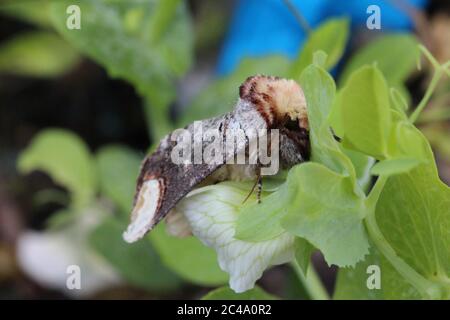 Vista frontale della falda, Phalera bucephala, Galles, Regno Unito Foto Stock