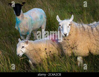 Vernice pecora gallese con saubed Foto Stock
