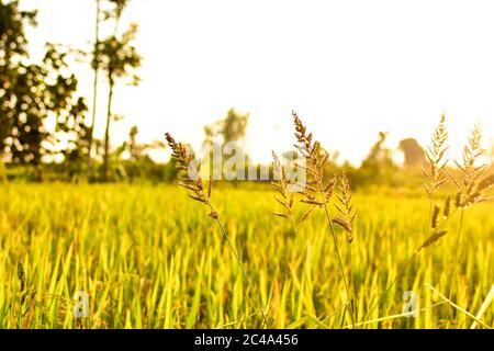 Semi di riso al pomeriggio, spazio libero per il testo, immagine HD e grande risoluzione. Può essere utilizzato come sfondo Foto Stock