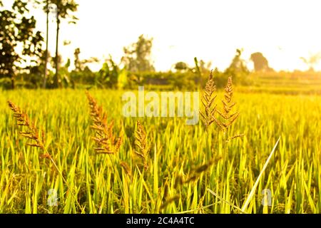 Semi di riso al pomeriggio, spazio libero per il testo, immagine HD e grande risoluzione. Può essere utilizzato come sfondo Foto Stock