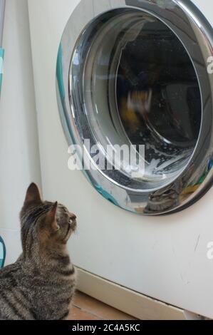 Curioso gattino di gatto tabby che gioca con la lavanderia in pancia nella lavatrice Foto Stock