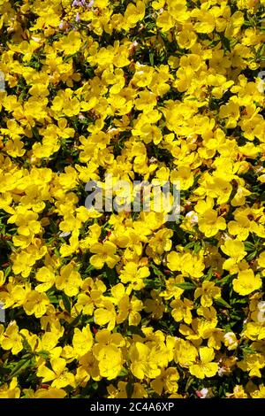 Sundrops Oenotera "Fuochi d'artificio" Foto Stock