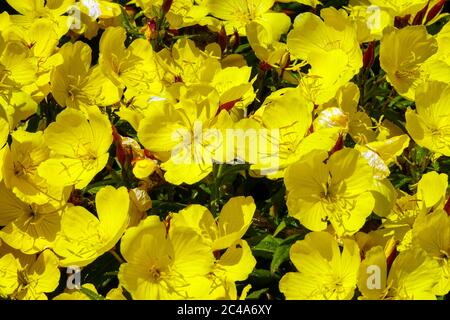 Sundrops Oenotera 'Fuochi d'artificio' - Fyrverkeri Foto Stock