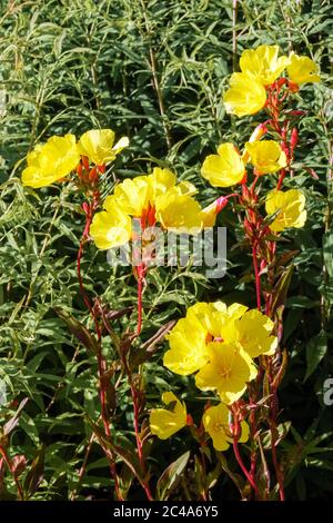 Sundrops Oenotera "Fuochi d'artificio" Foto Stock