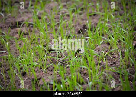 Giovani germogli di grano in crescita in un terreno Foto Stock