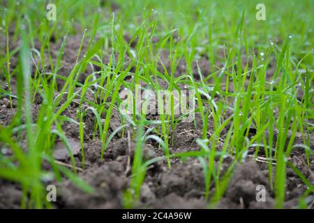 Giovani germogli di grano in crescita in un terreno Foto Stock