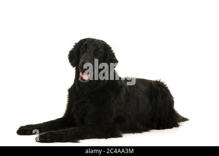 Nero flatcoated cannel Retriever studio shot corpo pieno Foto Stock