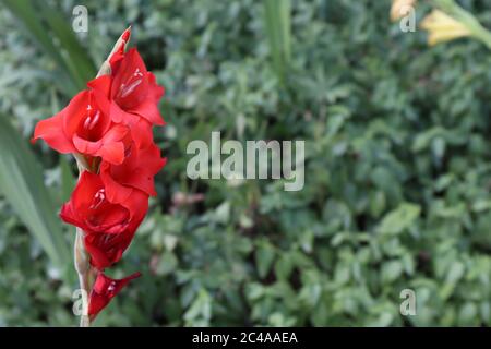 Colori rosso brillante contrasti con verde fogliame, spazio per il tuo testo, per sfondo, carta da parati, concetto per fiori, estate, giardinaggio Foto Stock