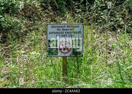 Un avviso sui pericoli del taglio di nodweed in Waterstown Park, Palmerstown, dublino. Foto Stock