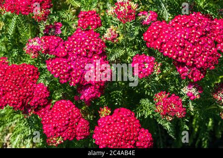 Red Yarrow Achillea Red Velvet Flowers Giardino fiorito fiori rossi Achillea millefolium "Red Velvet" in fiore pianta fiore Achillea Petals Fiore Foto Stock