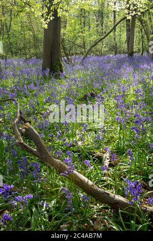 Bluebell wood con ramo caduto, Cotswolds, Gloucestershire, Inghilterra, Regno Unito, Europa Foto Stock