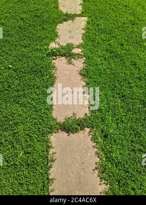 percorso in erba. sfondo di sentiero sul verde erba Foto Stock