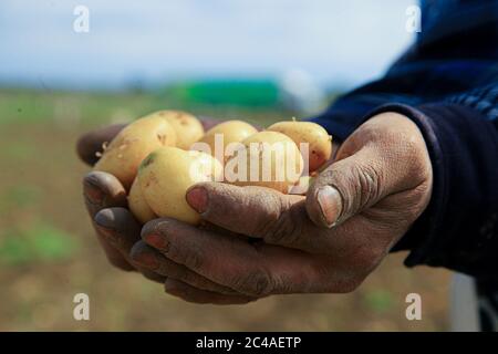 Un contadino che tiene le patate nelle mani sporche Foto Stock