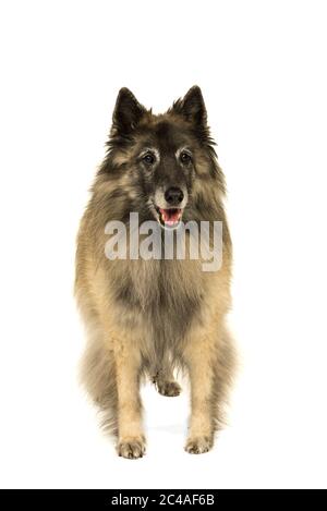 Ritratto di un cane da pastore tervueren senior in piedi di fronte alla fotocamera isolata su uno sfondo bianco Foto Stock