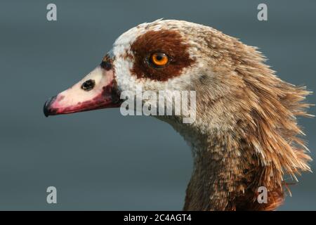 Un colpo di testa di un'Oca egiziana, Alopochen aegyptiaca, che si trova sulla riva di un lago nel Regno Unito. Foto Stock