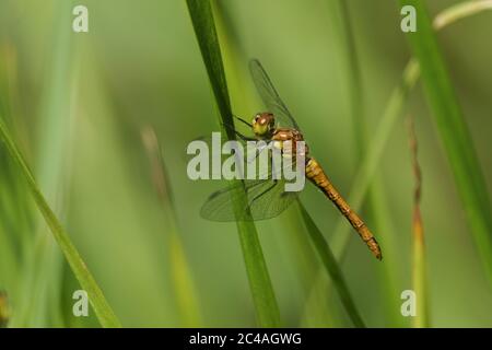 Un dragonfly di Ruddy Darter appena emerso, Sympetrum sanguineum, che perching su una canna al bordo di uno stagno. Foto Stock