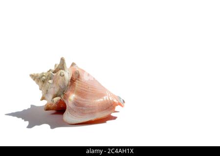 Una bella conchiglia rosa isolata su sfondo bianco Foto Stock