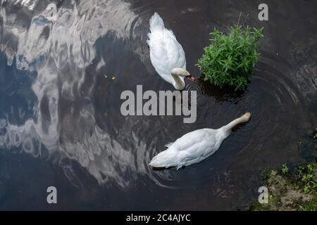 Glasgow, Scozia, Regno Unito. 25 Giugno 2020. Regno Unito Meteo. Cigni che si nutrono nel fiume Clyde il giorno più caldo dell'anno a Glasgow Green. Credit: Notizie dal vivo SKULLY/Alamy Foto Stock