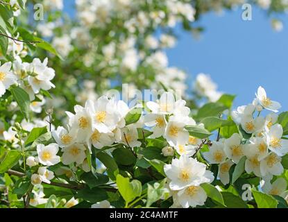 Arbusto europeo fiorito, Philadelphus coronarius Foto Stock