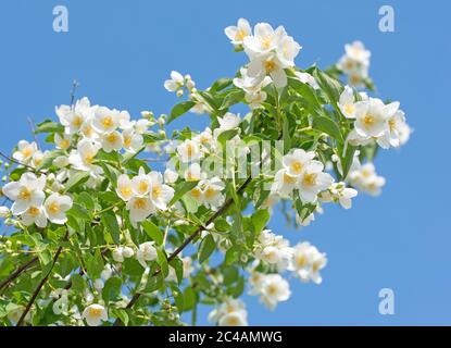 Arbusto europeo fiorito, Philadelphus coronarius Foto Stock