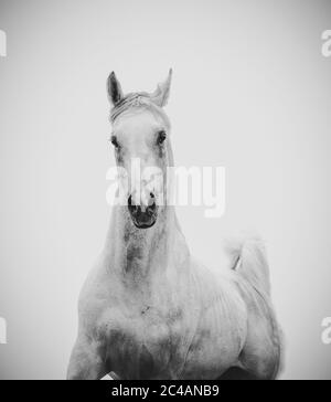 Splendido stallone arabo bianco su sfondo bianco Foto Stock
