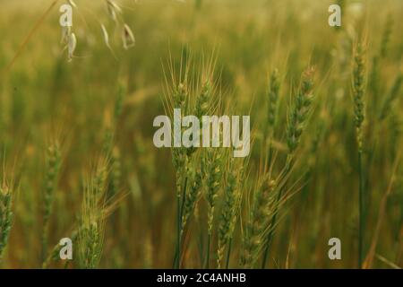 Pianta di grano verde nei campi Foto Stock