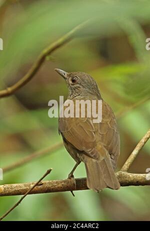 Black-billed Thrush  (Turdus ignobilis debilis) adult perched on branch  San Jose del Guaviare, Colombia     November Stock Photo