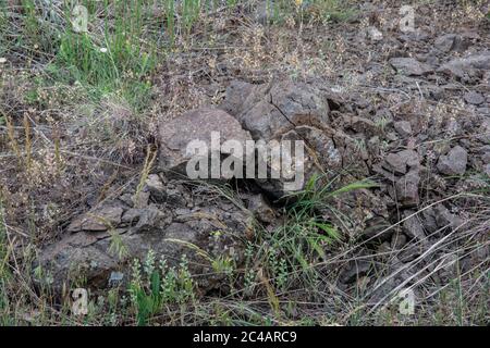 Girovagando Gartersnake (Thamnophis elegans vagrans) da Jefferson county, Colorado, Stati Uniti d'America. Foto Stock