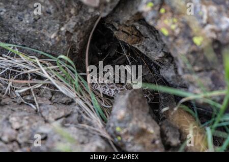 Girovagando Gartersnake (Thamnophis elegans vagrans) da Jefferson county, Colorado, Stati Uniti d'America. Foto Stock