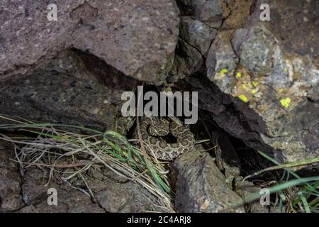 Girovagando Gartersnake (Thamnophis elegans vagrans) da Jefferson county, Colorado, Stati Uniti d'America. Foto Stock