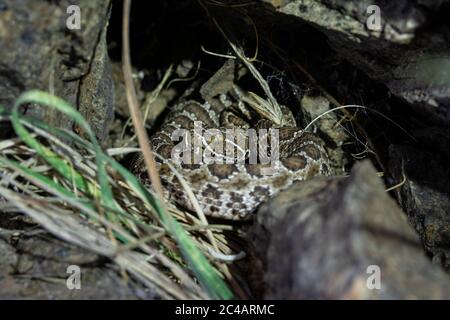 Girovagando Gartersnake (Thamnophis elegans vagrans) da Jefferson county, Colorado, Stati Uniti d'America. Foto Stock