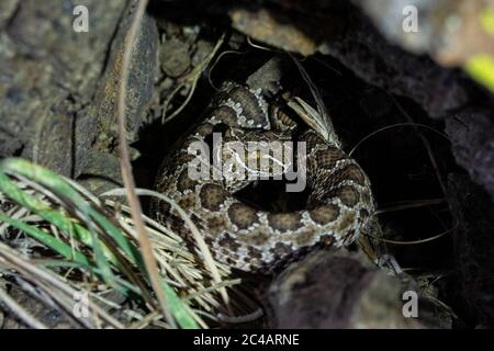 Girovagando Gartersnake (Thamnophis elegans vagrans) da Jefferson county, Colorado, Stati Uniti d'America. Foto Stock