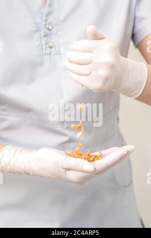 Fagioli di cera o semi nelle mani femminili in guanti protettivi su sfondo bianco. Foto Stock