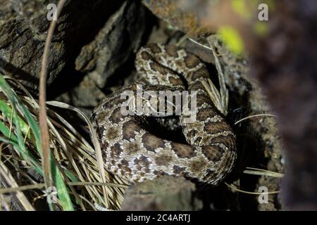 Girovagando Gartersnake (Thamnophis elegans vagrans) da Jefferson county, Colorado, Stati Uniti d'America. Foto Stock