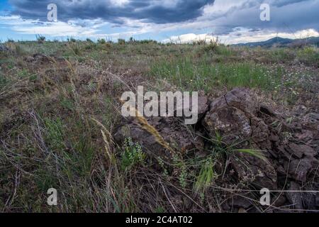 Girovagando Gartersnake (Thamnophis elegans vagrans) da Jefferson county, Colorado, Stati Uniti d'America. Foto Stock