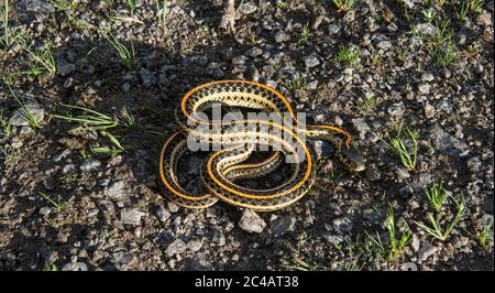 Girovagando Gartersnake (Thamnophis elegans vagrans) da Jefferson county, Colorado, Stati Uniti d'America. Foto Stock