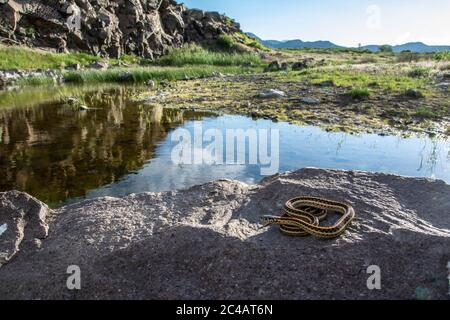 Girovagando Gartersnake (Thamnophis elegans vagrans) da Jefferson county, Colorado, Stati Uniti d'America. Foto Stock