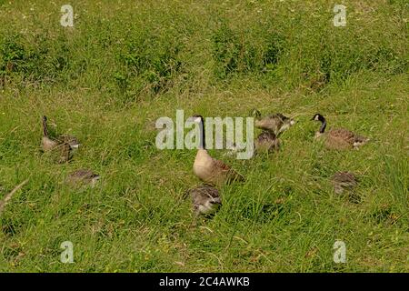 Canada goose genitori e pulcini che si nascondono in erba alta nella paludi Foto Stock