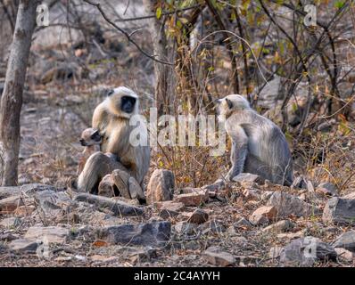 Pianure settentrionali Grigio Langurs (Semnopithecus entellus) nel Parco Nazionale di Ranthambore, Rajasthan, India Foto Stock