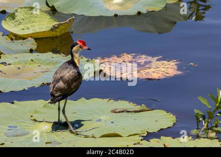 Un pettine crestato Jacana, noto anche come Gesù uccello, in piedi su un giglio d'acqua lasciare nel nord Australia. Foto Stock