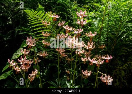 Lilium martagona 'Pink Morning' Turk's Cap Lily felce gigli Foto Stock