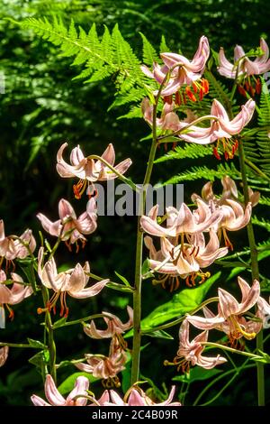 Lilium martagona 'Pink Morning' Turk's Cap Lily felce Foto Stock