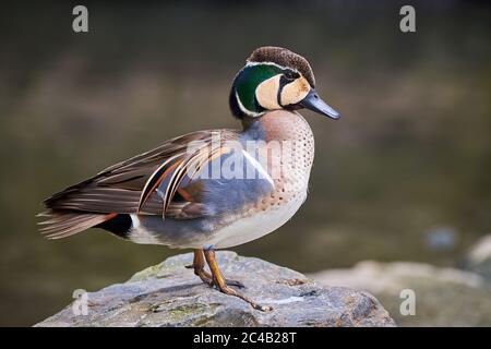 Baikal Teal close-up (Sibirionetta formosa), anatra bimaculata Foto Stock