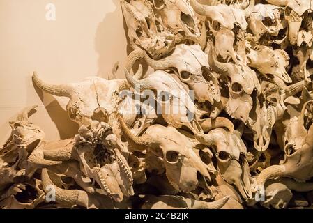 Bison teschi, Capo fracassato in Buffalo Jump vicino a Fort Macleod, Alberta, Canada Foto Stock