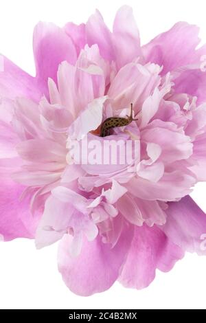 Leopardo comune Slug su una pietra di tipo bomba fiorita rosa su uno sfondo bianco Foto Stock