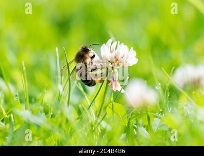 Miele ape - Apis - nutrimento su trifoglio bianco (Trifolium repens) che cresce in giardino prato che è stato permesso di crescere più a lungo per la fauna selvatica - UK Foto Stock
