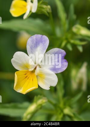 Primo piano di fiori di pansy selvaggi, Viola tricolore Foto Stock